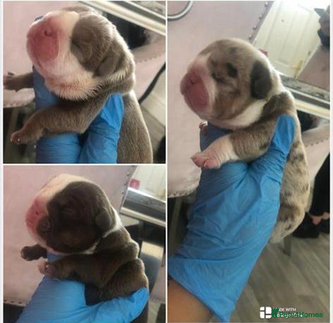 English Bulldog dogs for stud: Chocolate and tan stud includes 2 ai in Walsall - Image 7