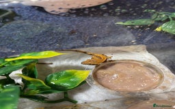 Gecko reptiles for sale: Lily white crested geckos  - Image 2
