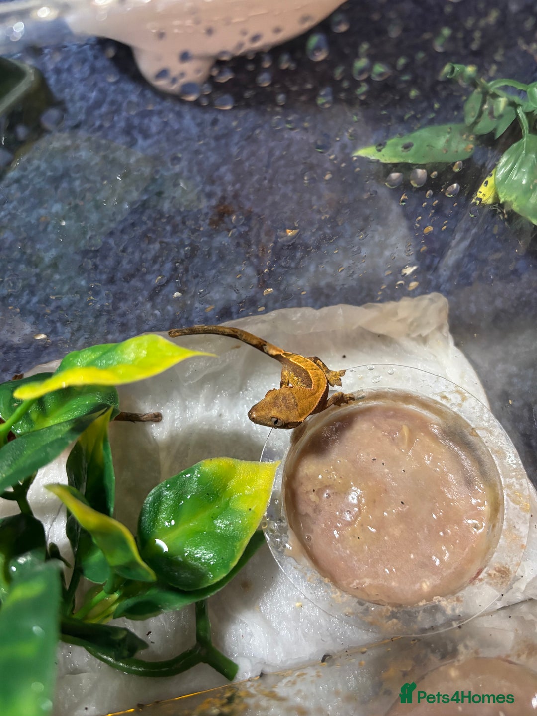 Gecko reptiles for sale: Lily white crested geckos  - Image 2