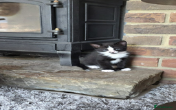 Domestic Shorthair cats for sale: 6 black and white Semi-Domestic kittens - Image 15