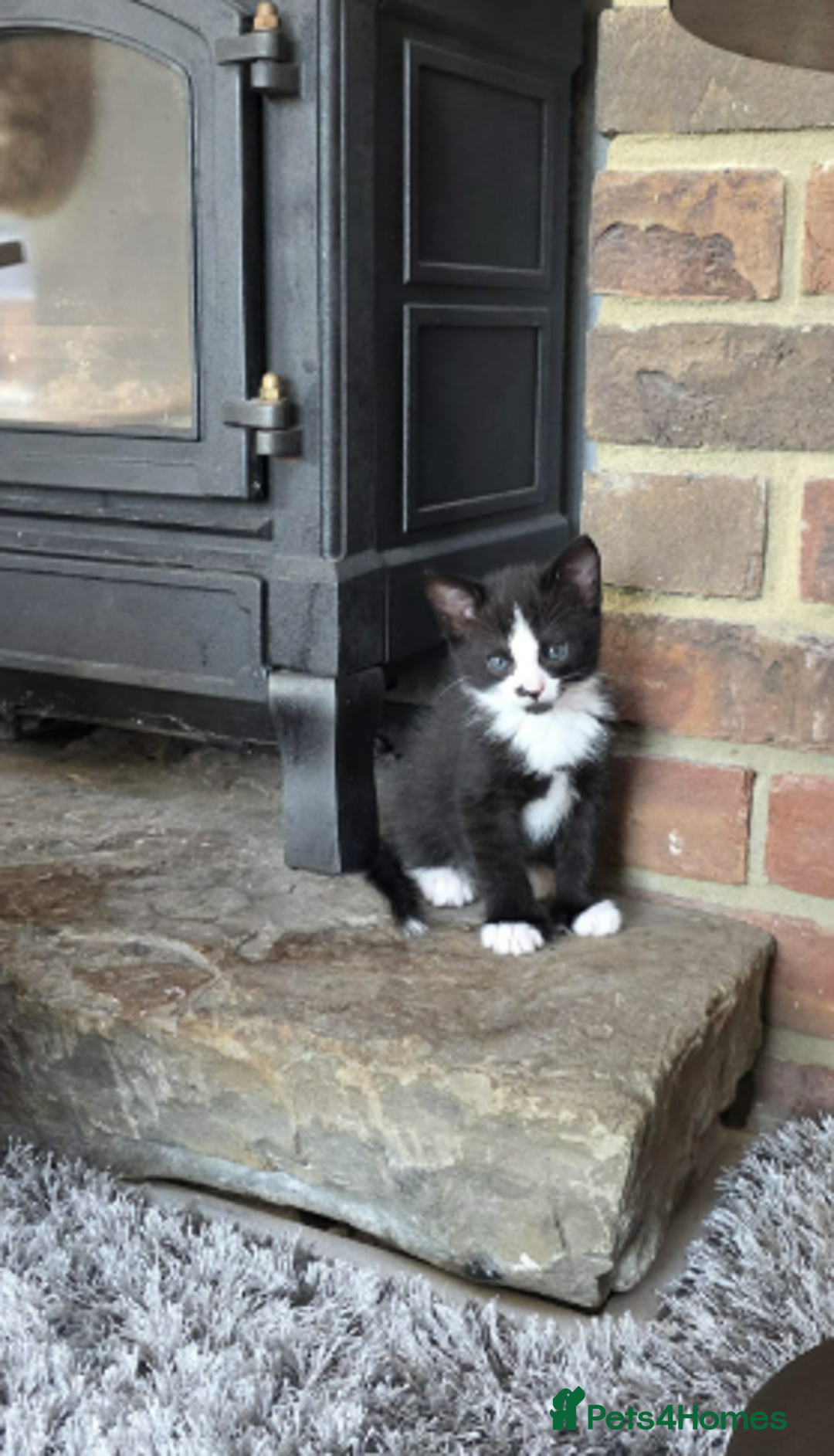 Domestic Shorthair cats for sale: 6 black and white Semi-Domestic kittens - Image 15