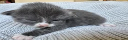 Mixed Breed cats for sale: Beautiful kittens for sale  - Advert 13