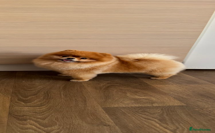 Pomeranian dogs in Stansted - Advert 4