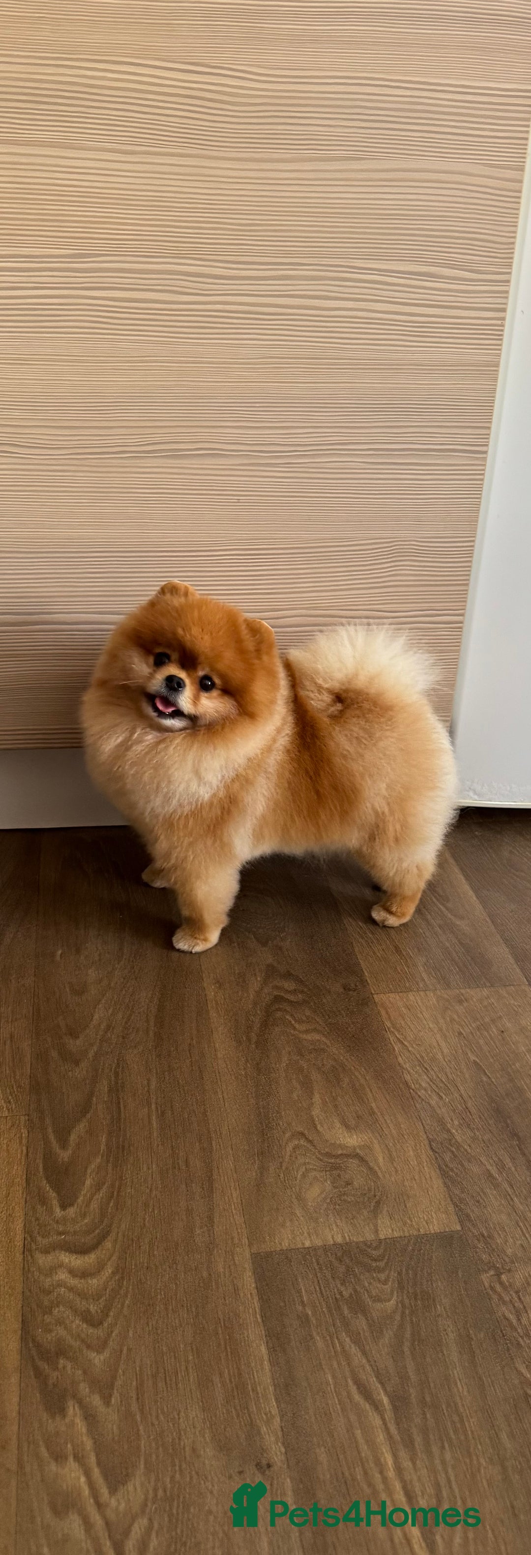 Pomeranian dogs for stud: Pomeranian stud in Stansted - Image 2