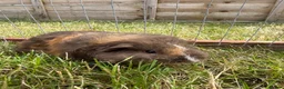 Guinea Pig rodents for sale: Gorgeous baby boys! - Advert 8