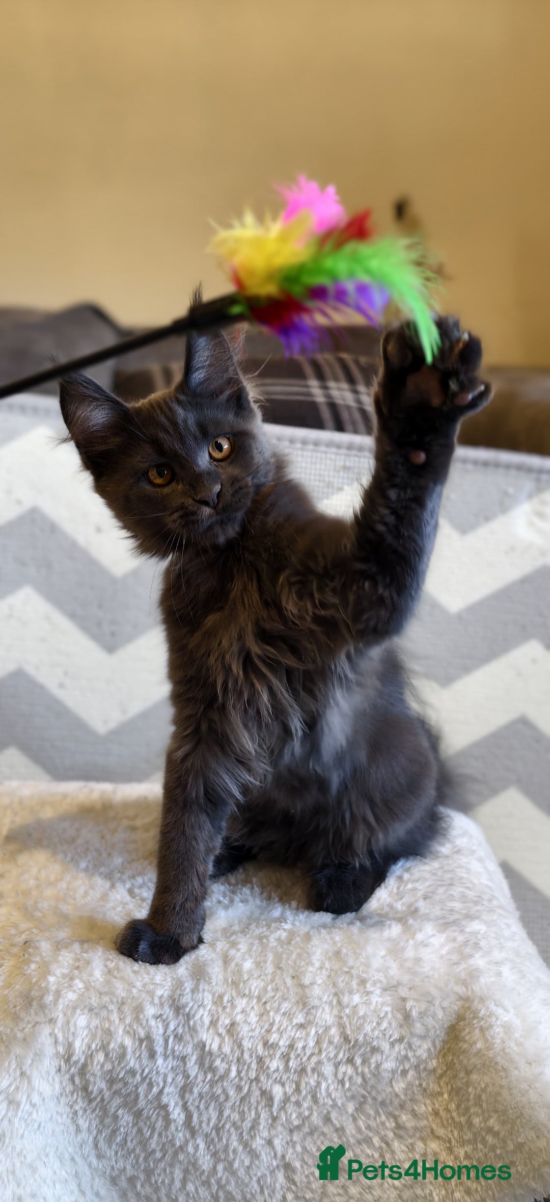 Maine Coon cats for sale: 25% OFF PURE MAINE COONS FROM CHAMPION BLOODLINE! - Image 31