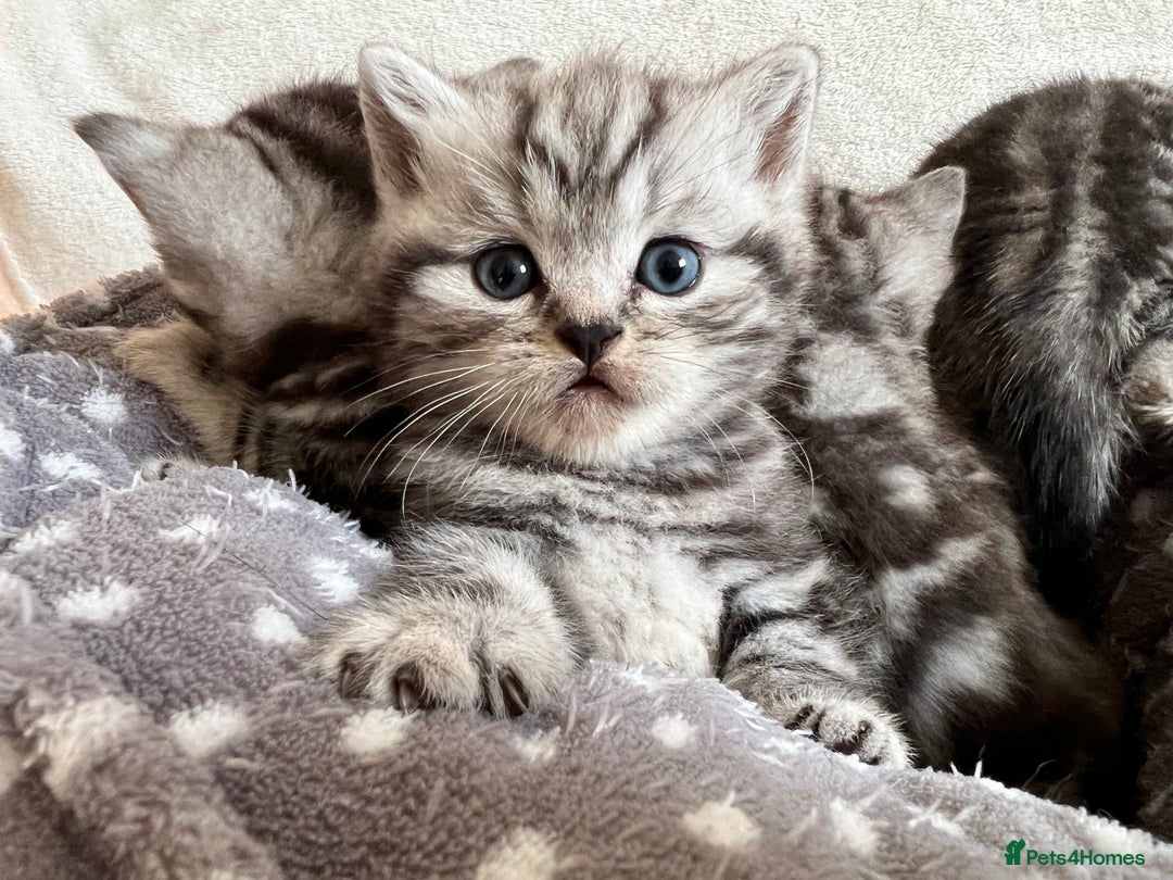 British Shorthair cats for sale: GCCF Rare Show Quality BSH Silver Tabby Kittens - Image 16