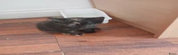 Mixed Breed cats for sale: 1 female kitten in Wantage - Advert 6