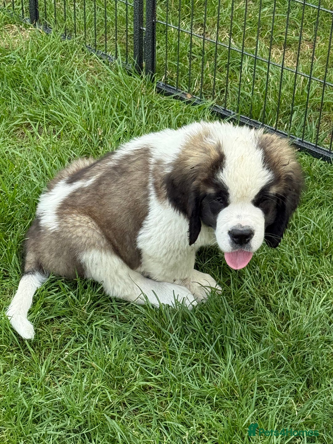 Saint Bernard dogs for sale: Rough male ready to leave  - Image 2