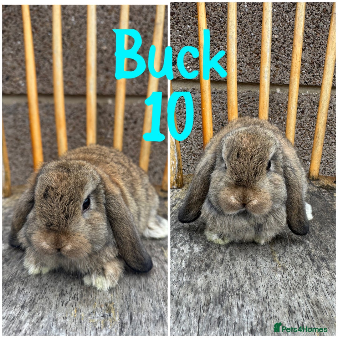 Mini Lop rabbits for sale: Pure breed mini lop male and female  - Image 16