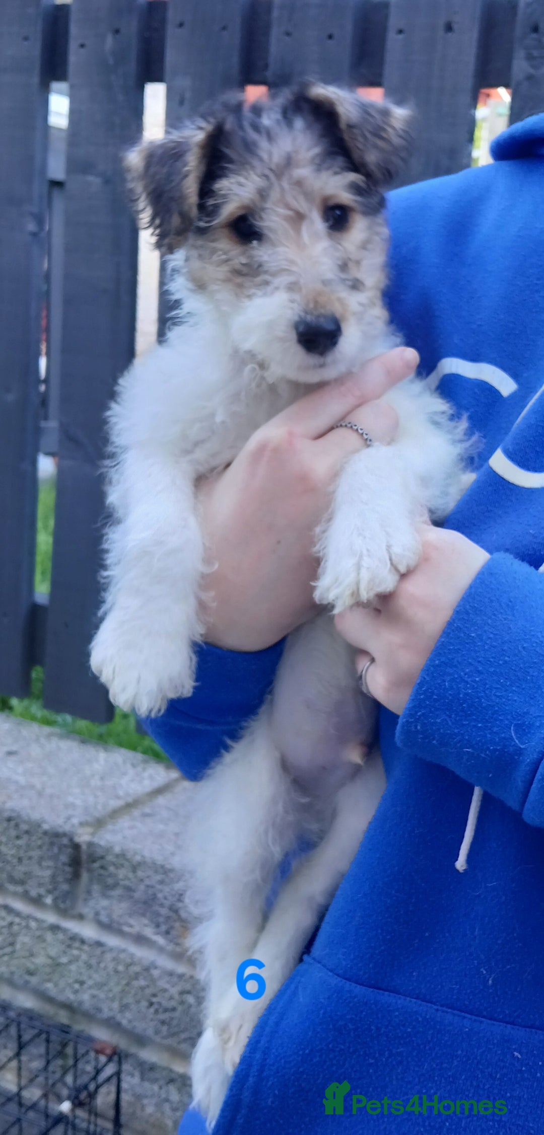 Fox Terrier dogs for sale: KC Reg Wire Fox Terrier Puppies READY NOW - Image 16