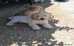 Mixed Breed dogs for sale: Maltese cross  cocker  - Image 3