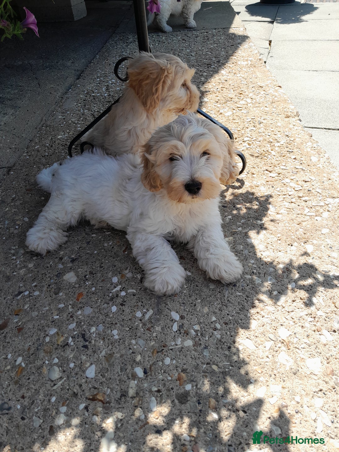 Mixed Breed dogs for sale: Maltese cross  cocker  - Image 3