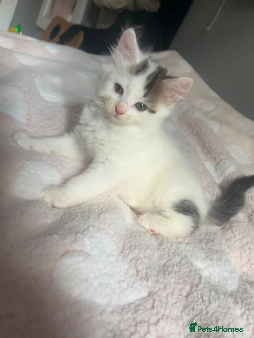 Mixed Breed cats for sale: Cute kitten - Advert 3