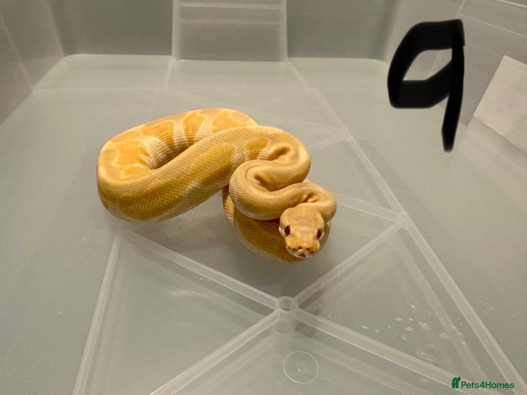 Python Snake reptiles for sale: Collection of ball pythons  - Advert 11
