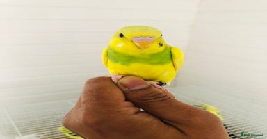 Budgerigars birds - Advert 13