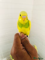 Budgerigars birds - Advert 13