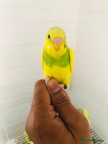 Budgerigars birds for sale - Advert 4