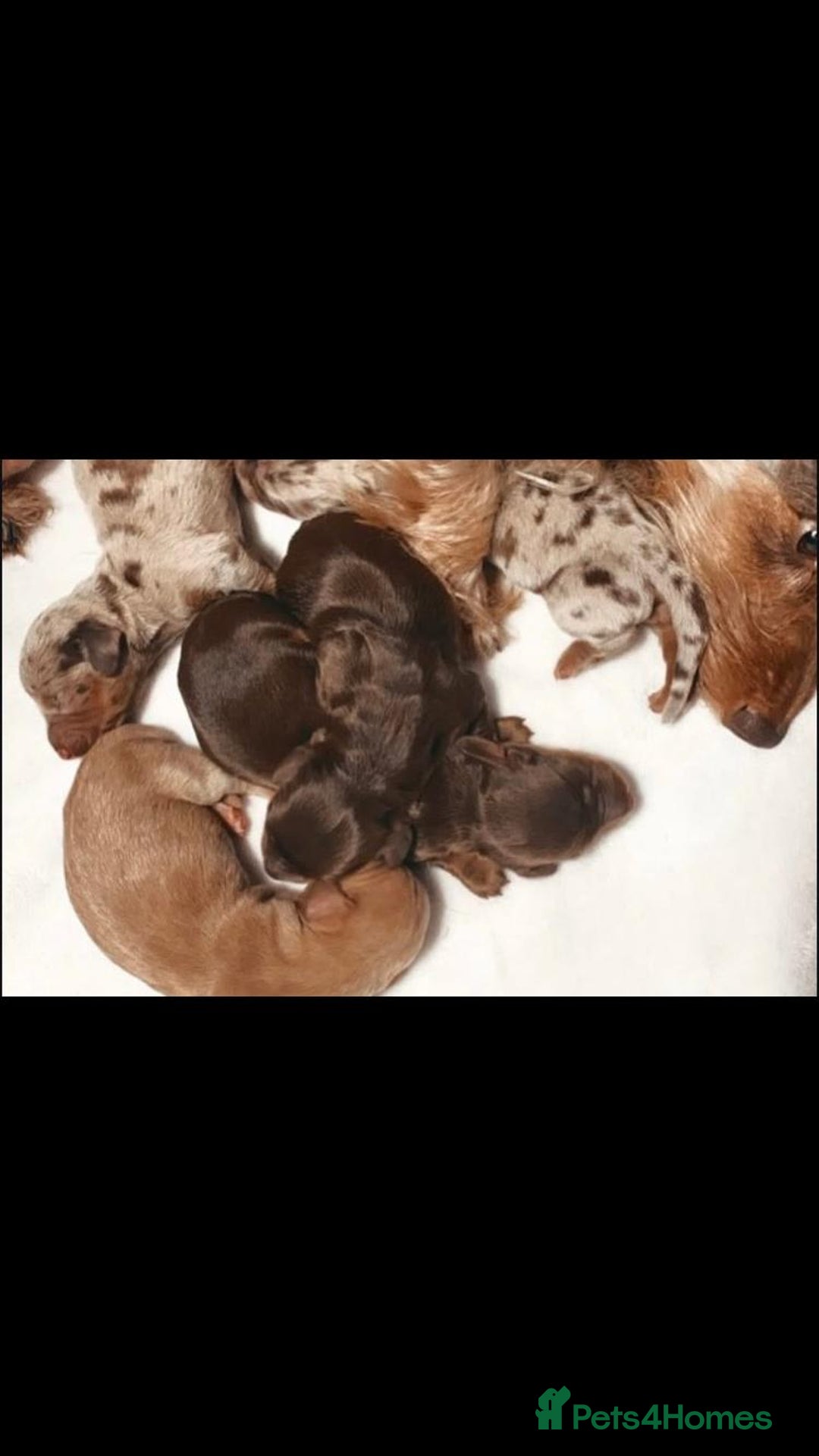 Miniature Dachshund dogs for sale: Miniature Dachshund puppies  - Image 1