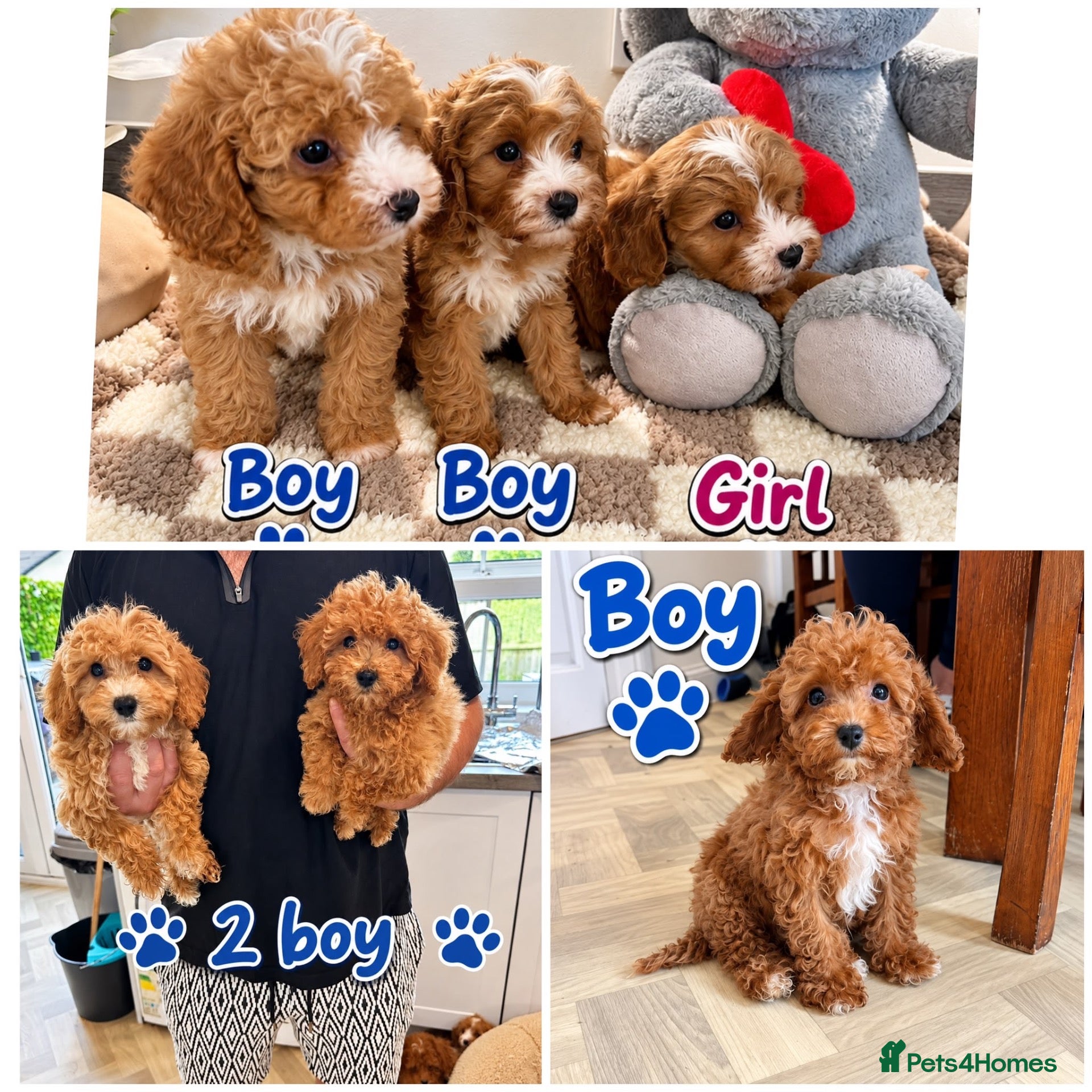 Maltipoo dogs 🌟🐻 Our five-star Asian Maltipoo teddy bears  - Advert 1