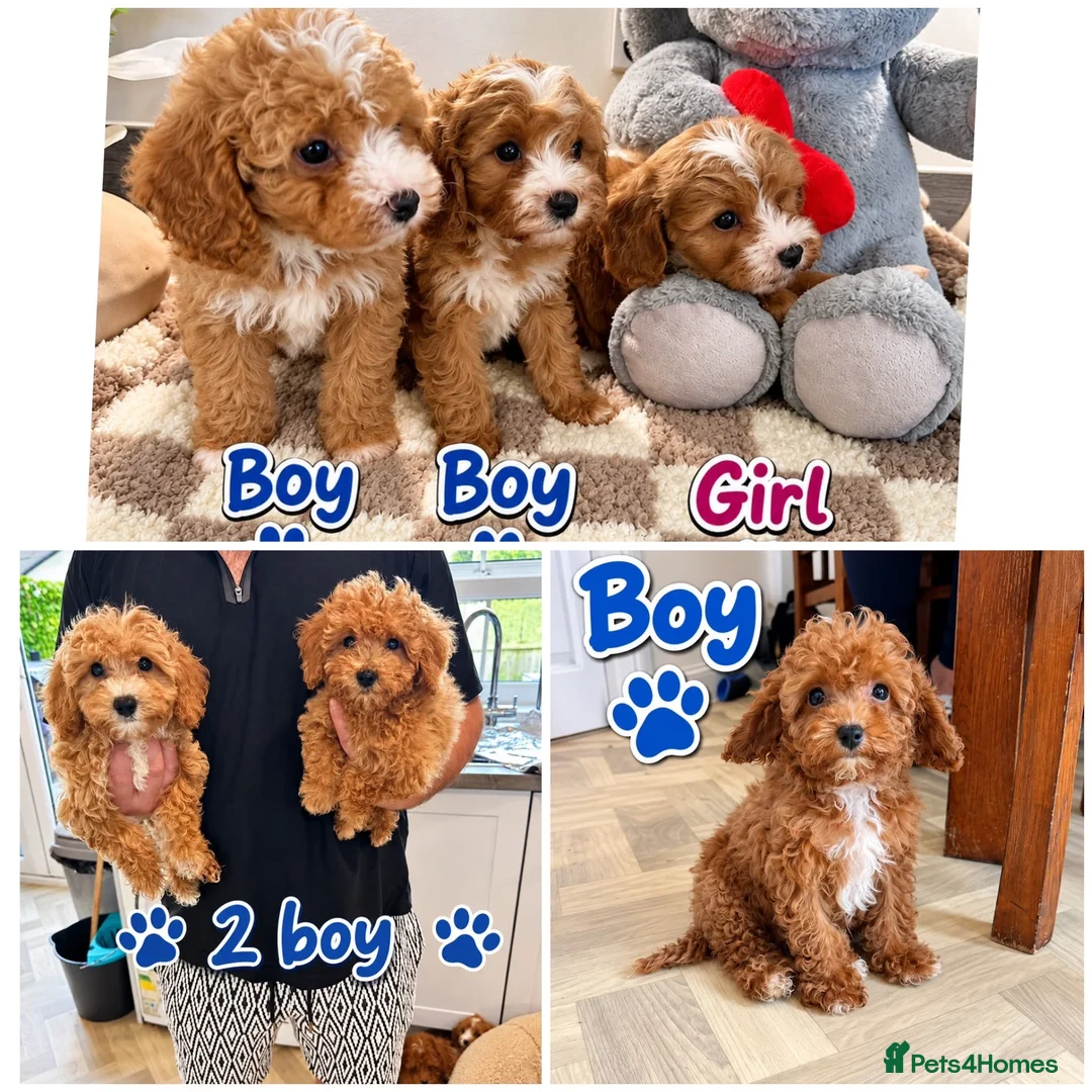Maltipoo dogs for sale: 🌟🐻 Our five-star Asian Maltipoo teddy bears  - Advert 1