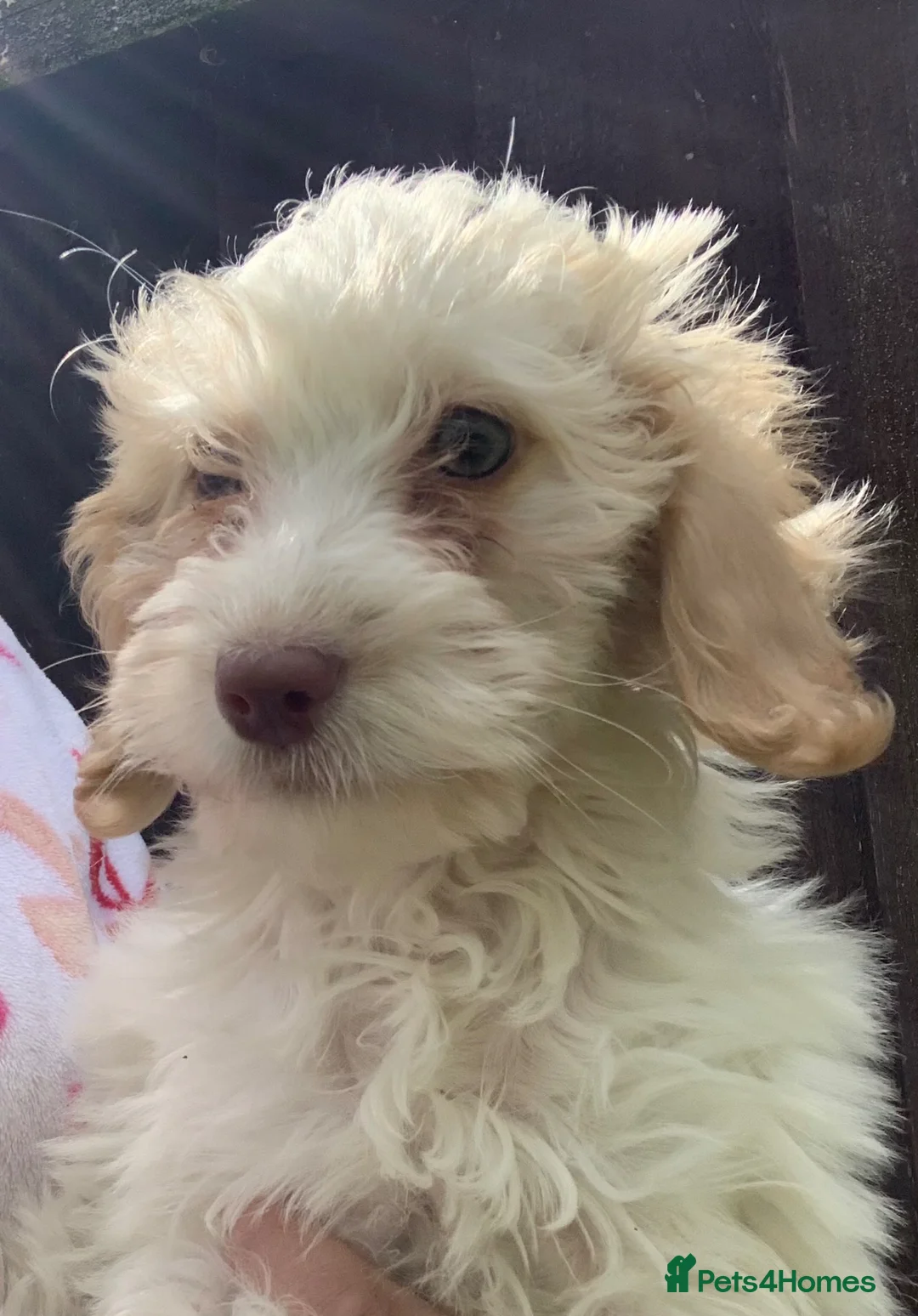 Cockapoo dogs for sale:  f1b cockapoo puppies dna clear ready now 1 left  - Advert 2