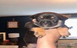 Mixed Breed dogs for sale: French Pom - Image 6