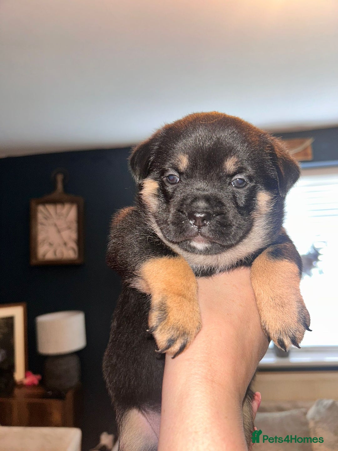 Mixed Breed dogs for sale: French Pom - Image 6