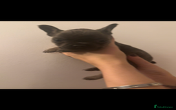 French Bulldog dogs for sale: French Bulldog puppies for sale - Image 3