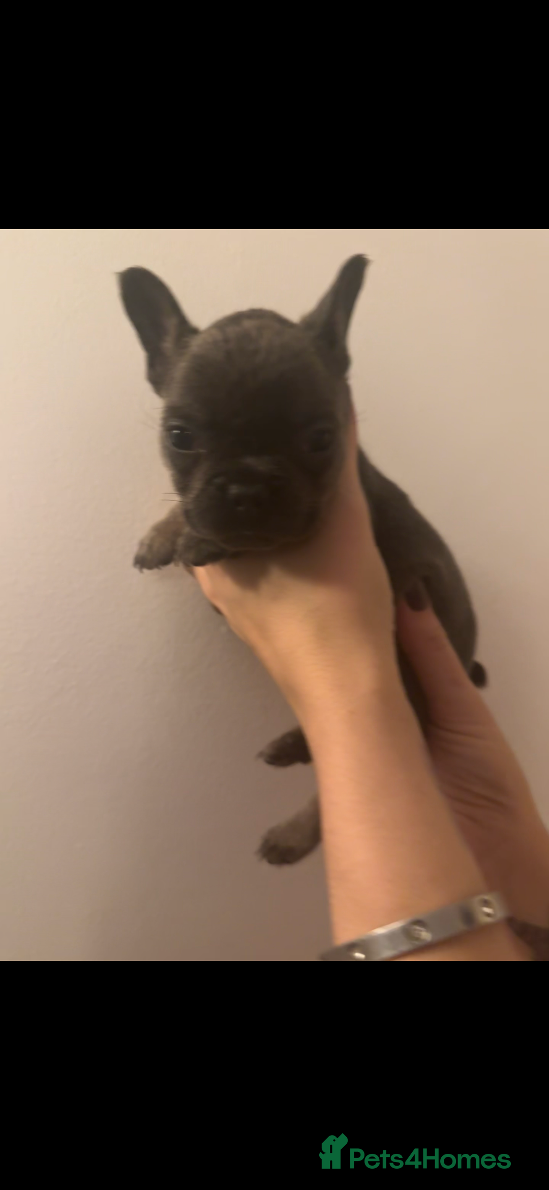 French Bulldog dogs for sale: French Bulldog puppies for sale - Image 3