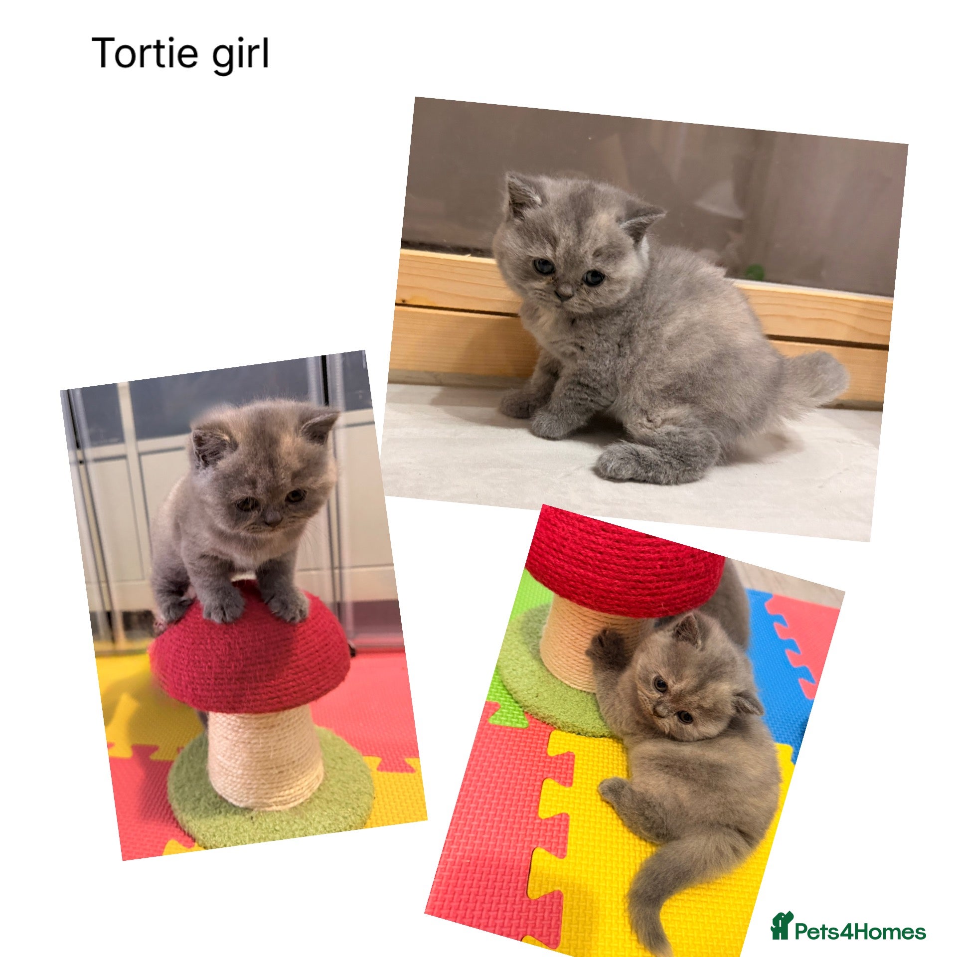 British Shorthair cats Gccf registered British shorthair kittens - Advert 1