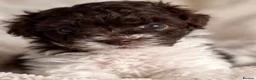Toy Poodle dogs for sale: 🤎🍫 Exceptional Asian Teddy Bears 🧸🤎 - Advert 31