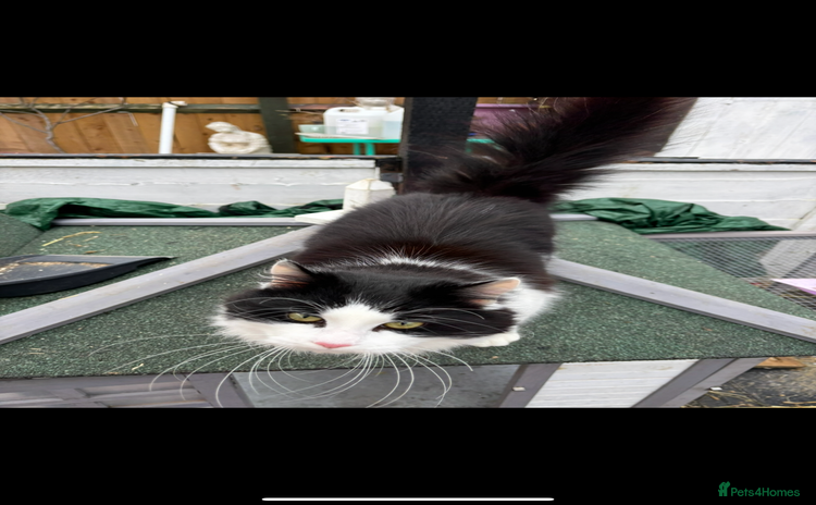 Mixed Breed cats - Advert 4