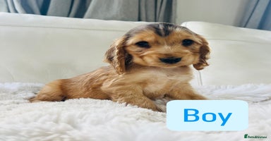 Cocker Spaniel dogs - Advert 1
