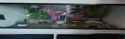 Leopard Gecko reptiles for sale: Leopard gecko - Advert 3