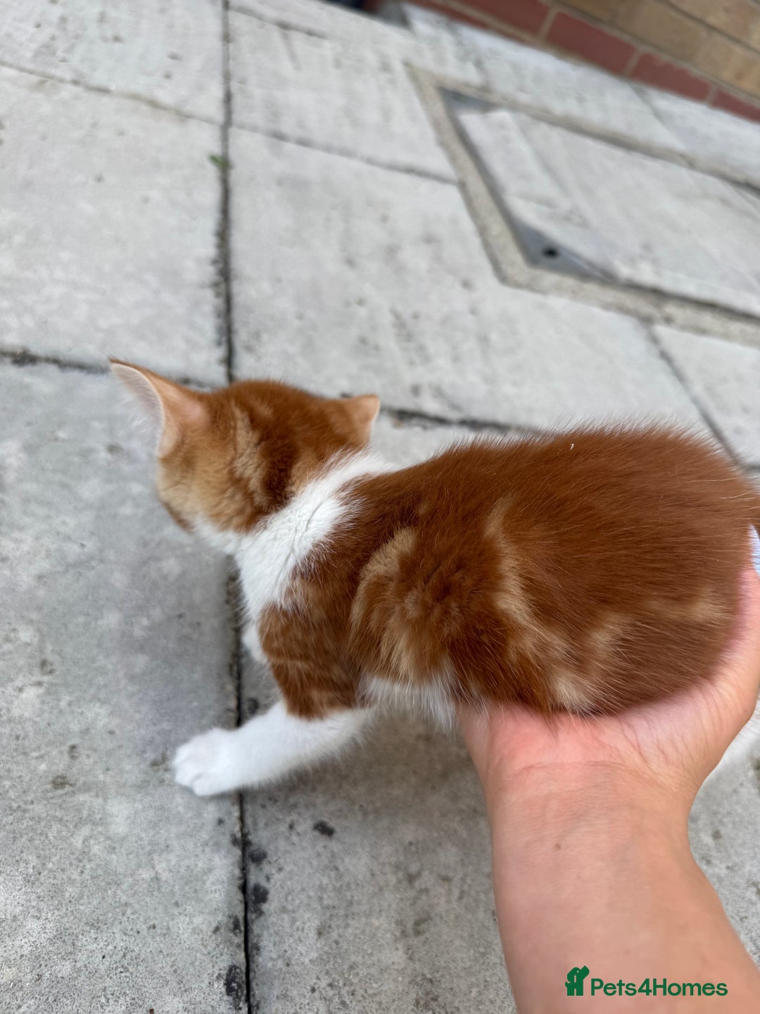 Mixed Breed cats for sale: loved and cared for kittens looking for new home🥹 - Image 19