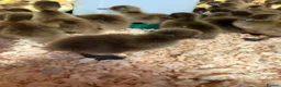 Ducks poultry for sale: Day old ducklings Khaki Campbell & cherry valley  - Advert 2