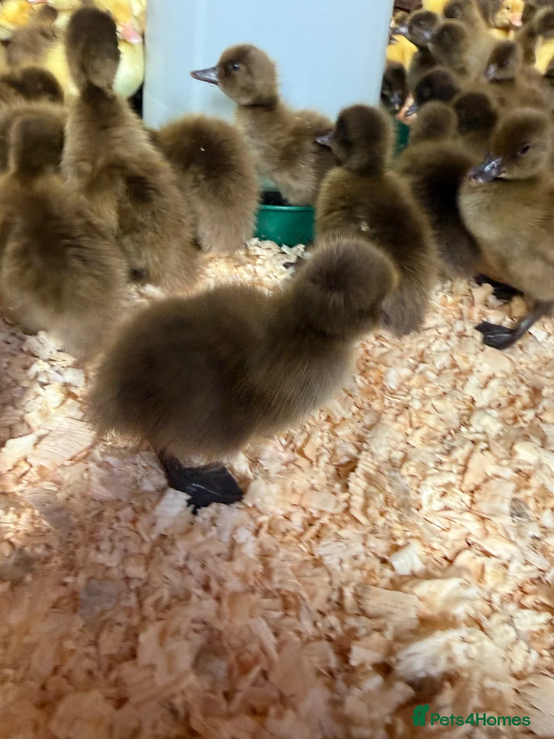 Ducks poultry for sale: Day old ducklings Khaki Campbell & cherry valley  - Advert 2