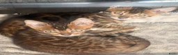 Bengal cats for sale: 2 stunning tica active male kittens. Ready to go - Advert 20