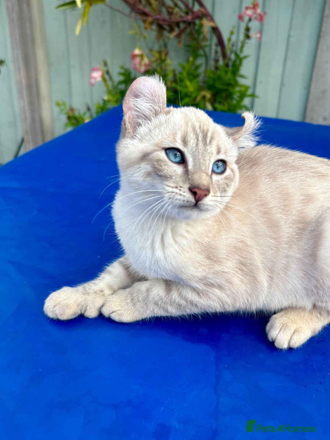 Bengal cats for sale: Gob smacking rare kittens  - Image 5