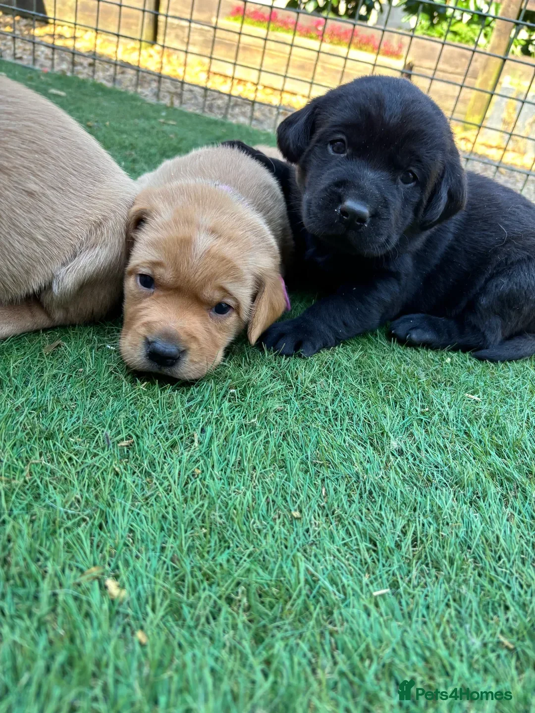 Labrador Retriever dogs Working Type Labrador Puppies - Advert 2