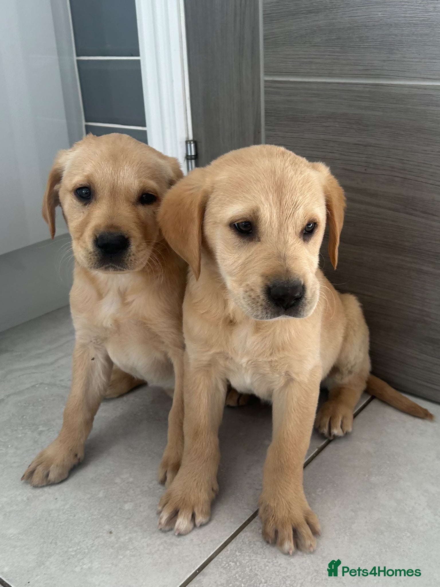 Goldador dogs Goldador puppies  - Advert 3