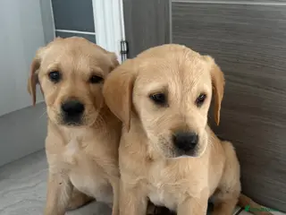 Goldador dogs Goldador puppies - Advert 3