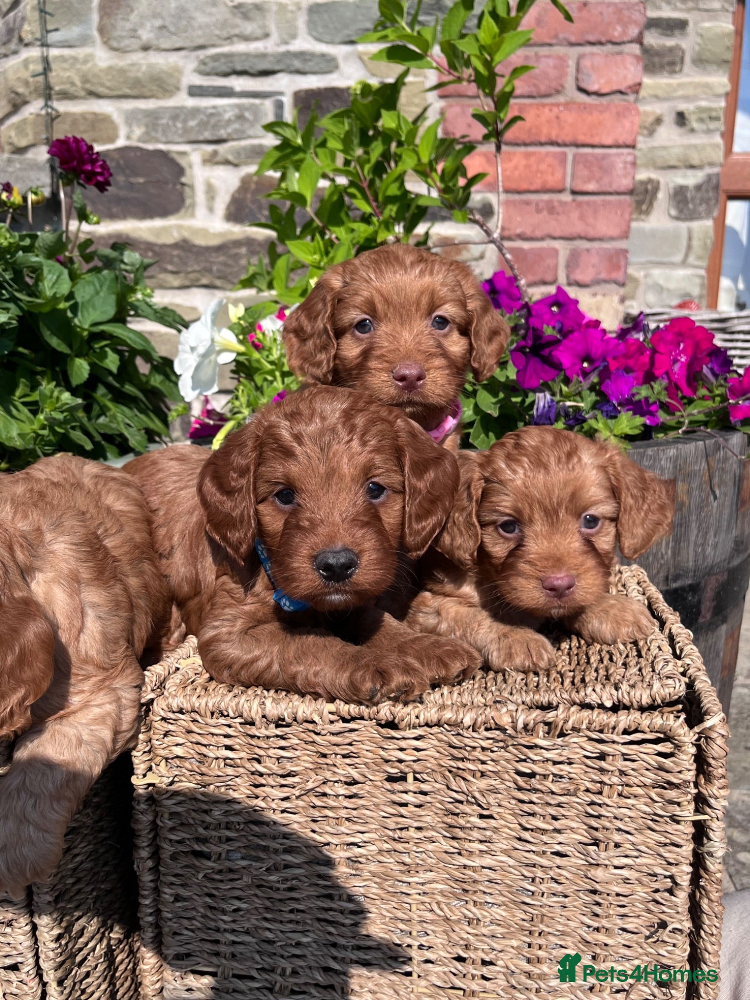 Cockapoo dogs Beautiful Toy Cockapoo Puppies (Health Tested)  - Advert 1