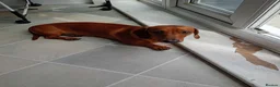 Miniature Dachshund dogs for sale: * tan miniature daschaund *  - Advert 13
