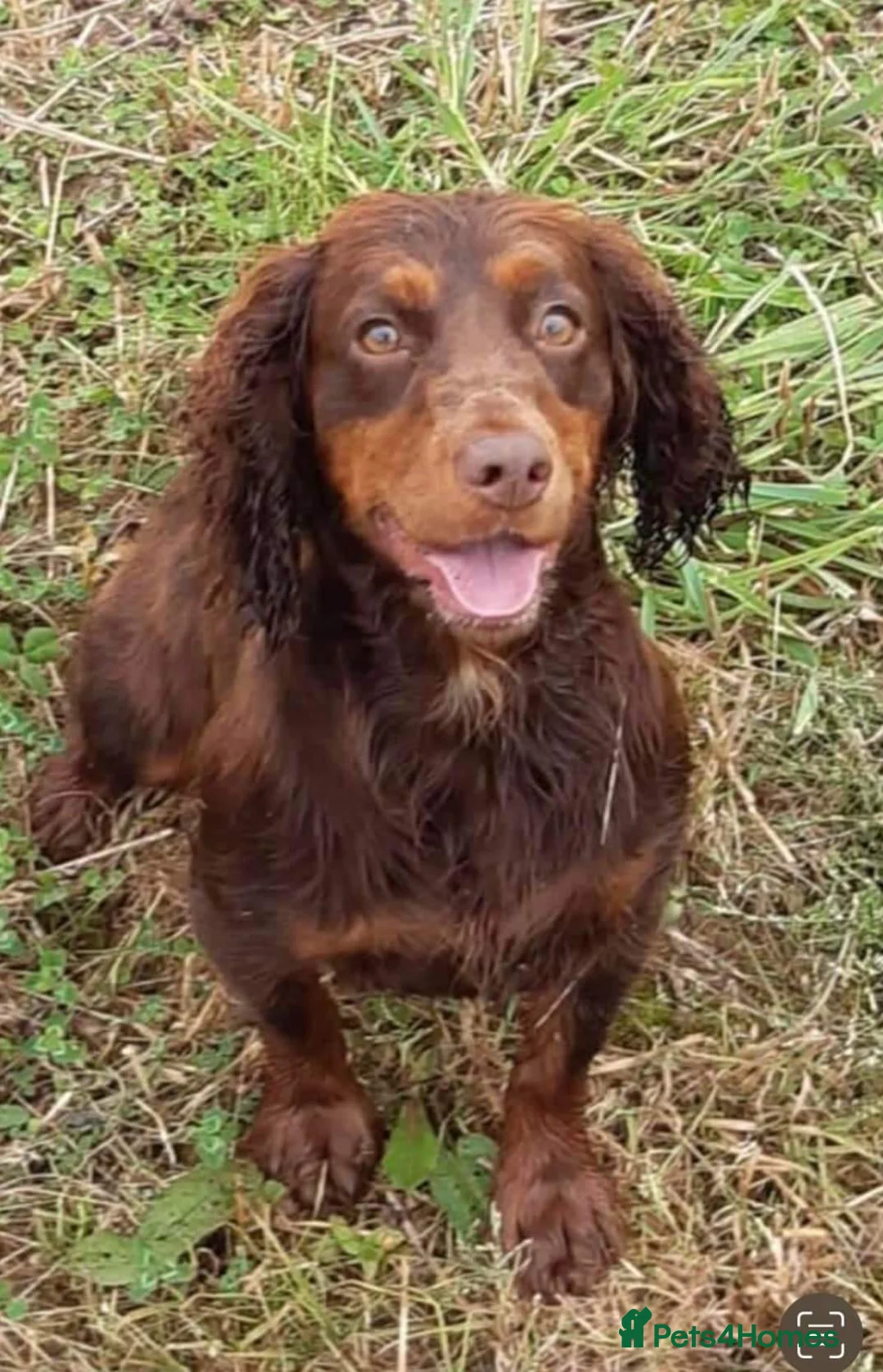 Cocker Spaniel dogs for sale: MOELFAMAU / MAESYDDERWYN PUPS - Advert 6