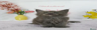 Timbaland polydactyl RESERVED 