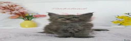 Maine Coon cats for sale: Stunning Maine Coon ( polydactyl)  - Advert 12