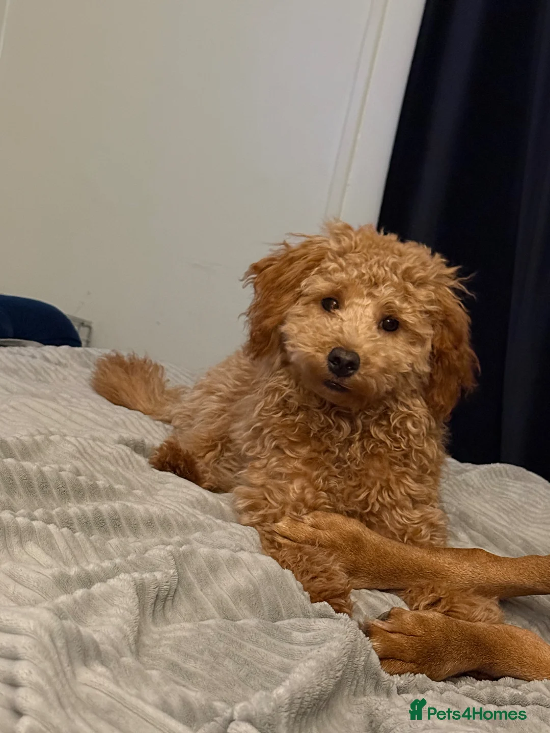 Maltipoo dogs for sale: Maltipoo  - Advert 3