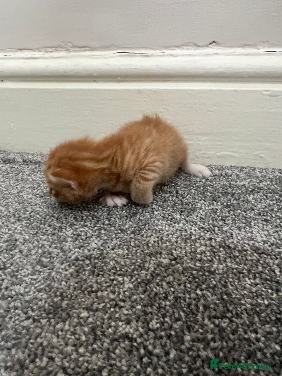 Mixed Breed cats for sale: Gorgeous kittens for sale - Image 10